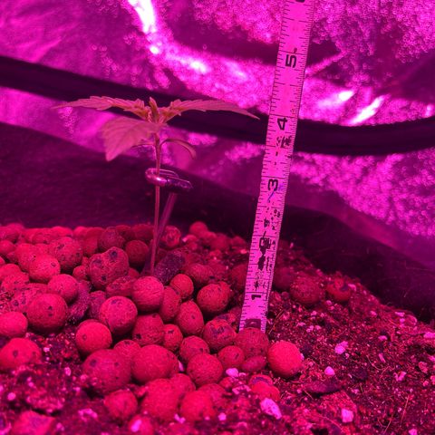 Foto do cronograma do growlog de Northern Lights Auto