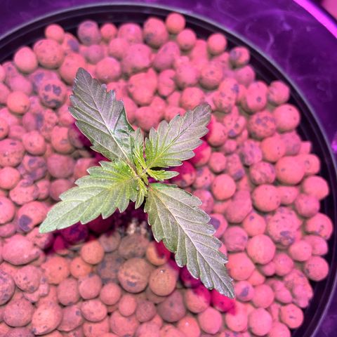 Northern Lights Auto growlog timeline photo