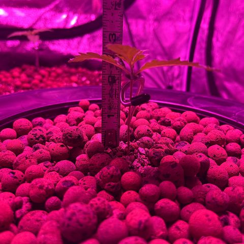Northern Lights Auto growlog timeline photo