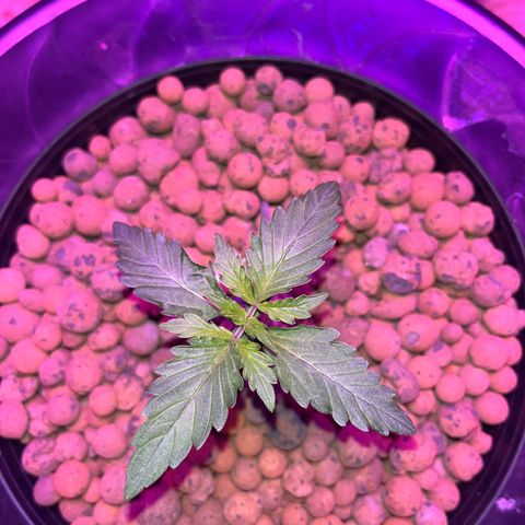 Northern Lights Auto growlog timeline photo