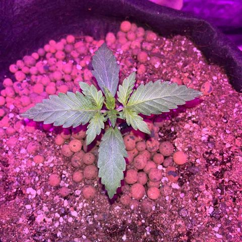 Foto do cronograma do growlog de Northern Lights Auto