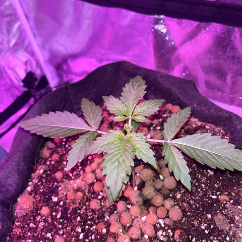 Foto do cronograma do growlog de Northern Lights Auto
