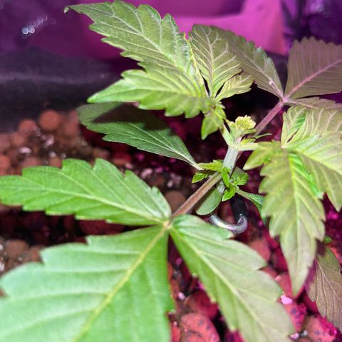 Foto do growlog de Northern Lights Auto: F.I.M. Yesterday, first time experimenting with it