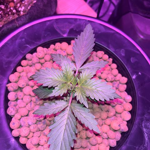 Northern Lights Auto growlog timeline photo