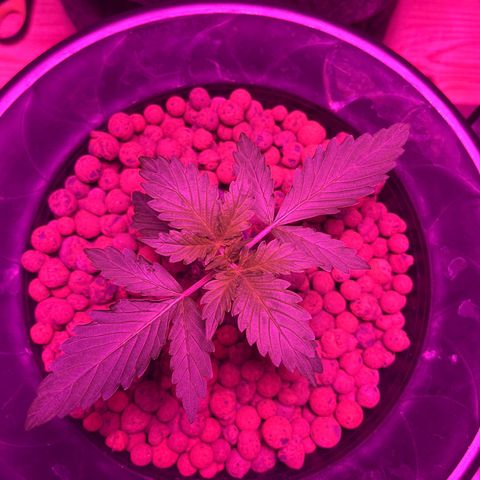 Northern Lights Auto growlog timeline photo