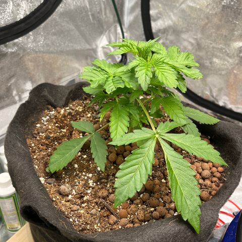 Foto do growlog de Northern Lights Auto: Attempted fim may not have worked. Watching for results?