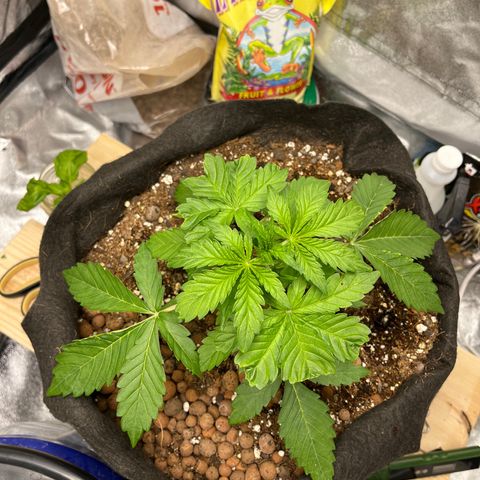 Foto do cronograma do growlog de Northern Lights Auto