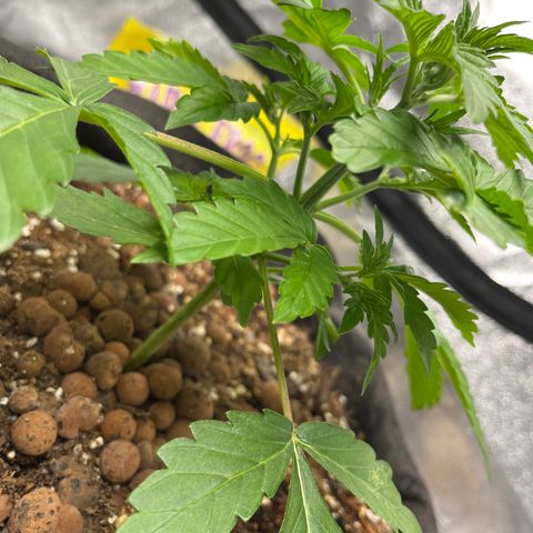 Foto do cronograma do growlog de Northern Lights Auto