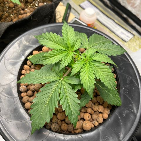 Northern Lights Auto growlog timeline photo