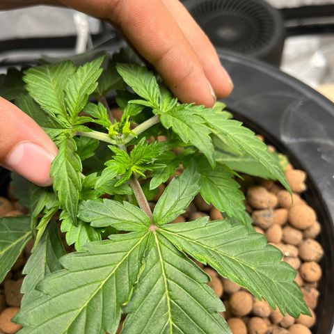 Northern Lights Auto growlog timeline photo