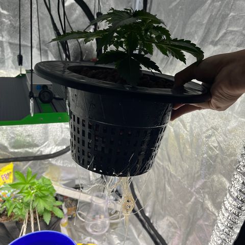 Northern Lights Auto growlog timeline photo