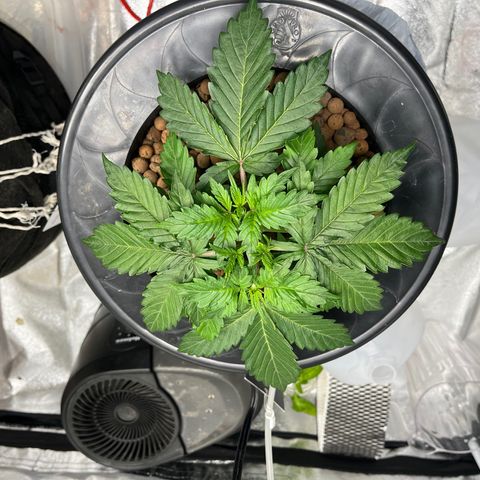 Northern Lights Auto growlog timeline photo