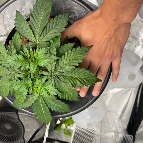 Northern Lights Auto growlog timeline photo