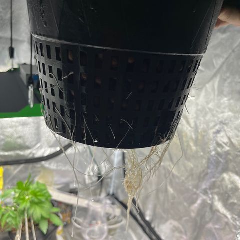 Northern Lights Auto growlog timeline photo