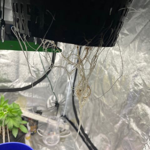 Northern Lights Auto growlog timeline photo