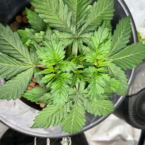 Northern Lights Auto growlog timeline photo