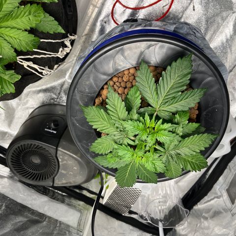 Northern Lights Auto growlog timeline photo