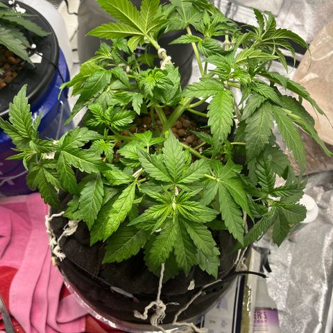 Foto do cronograma do growlog de Northern Lights Auto