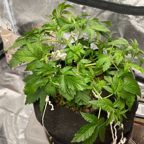Foto do cronograma do growlog de Northern Lights Auto