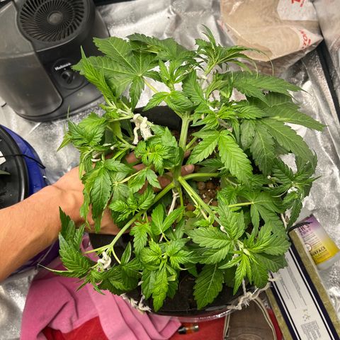 Foto do cronograma do growlog de Northern Lights Auto
