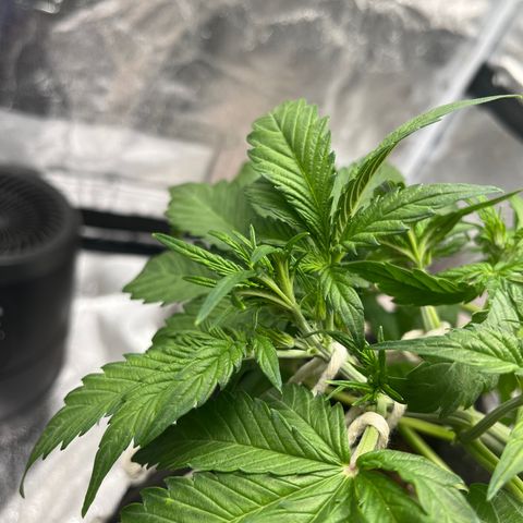 Foto do cronograma do growlog de Northern Lights Auto