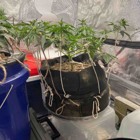 Foto do cronograma do growlog de Northern Lights Auto