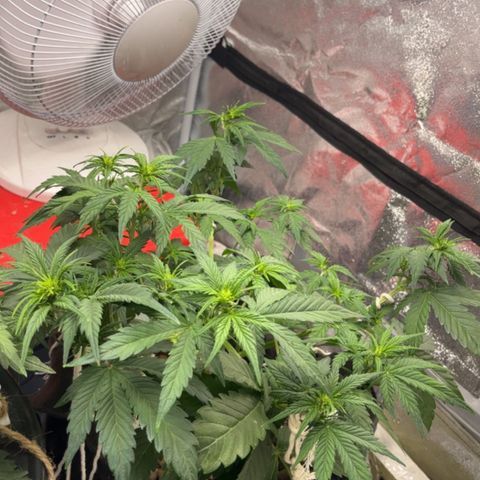 Foto do cronograma do growlog de Northern Lights Auto