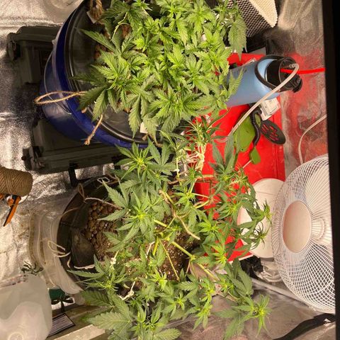 Foto do cronograma do growlog de Northern Lights Auto