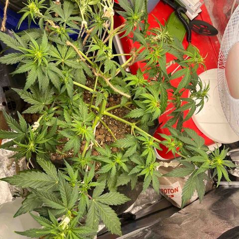 Foto do cronograma do growlog de Northern Lights Auto