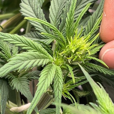 Foto do cronograma do growlog de Northern Lights Auto