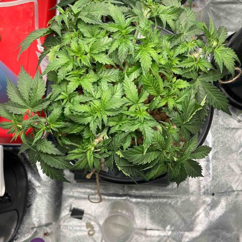 Northern Lights Auto growlog photo: Preflowering started today, seeing first pistils