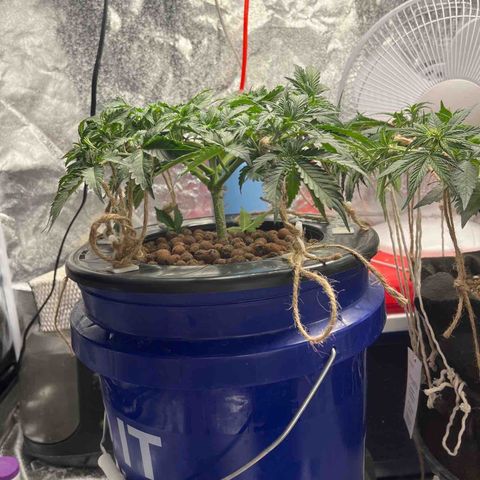 Northern Lights Auto growlog photo: Preflowering started today, seeing first pistils
