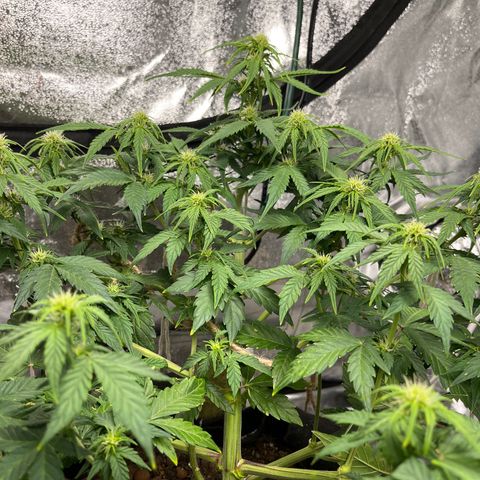 Foto do cronograma do growlog de Northern Lights Auto