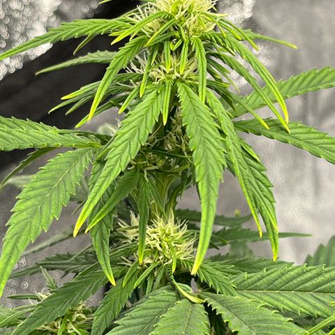 Foto do cronograma do growlog de Northern Lights Auto