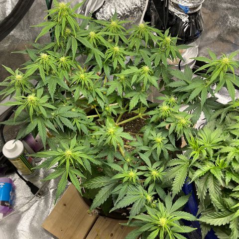 Foto do growlog de Northern Lights Auto: Top dressed with steamed bone meal today