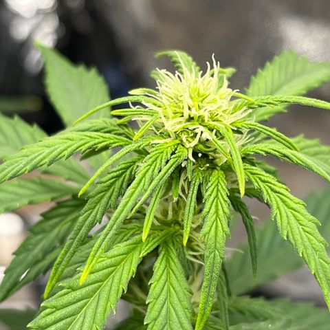 Foto do cronograma do growlog de Northern Lights Auto