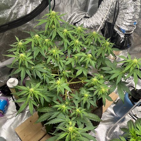 Foto do cronograma do growlog de Northern Lights Auto