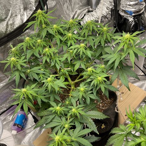 Foto do cronograma do growlog de Northern Lights Auto