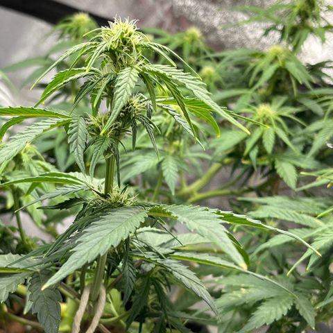 Foto do cronograma do growlog de Northern Lights Auto