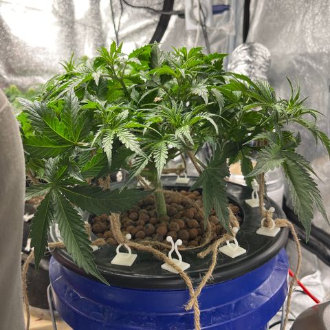Northern Lights Auto growlog timeline photo