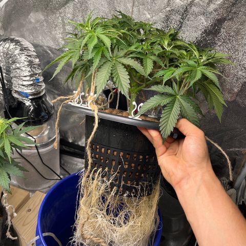 Northern Lights Auto growlog timeline photo