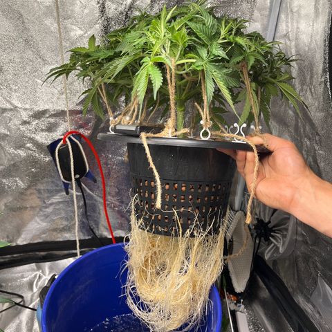 Northern Lights Auto growlog timeline photo