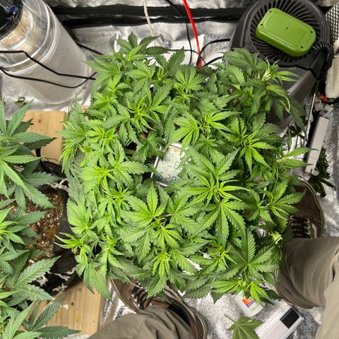 Northern Lights Auto growlog timeline photo