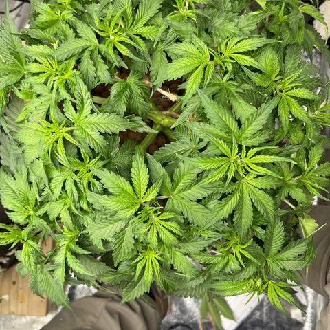 Northern Lights Auto growlog timeline photo
