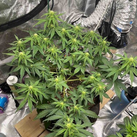 Foto do cronograma do growlog de Northern Lights Auto
