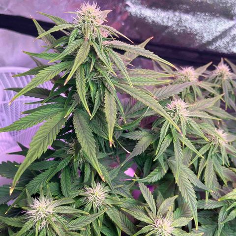 Foto do cronograma do growlog de Northern Lights Auto