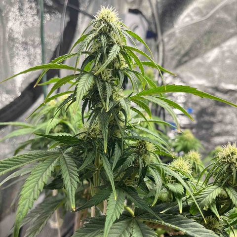 Foto do cronograma do growlog de Northern Lights Auto