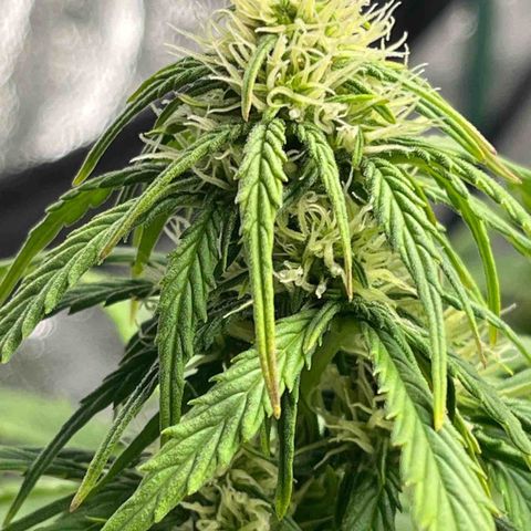 Foto do cronograma do growlog de Northern Lights Auto