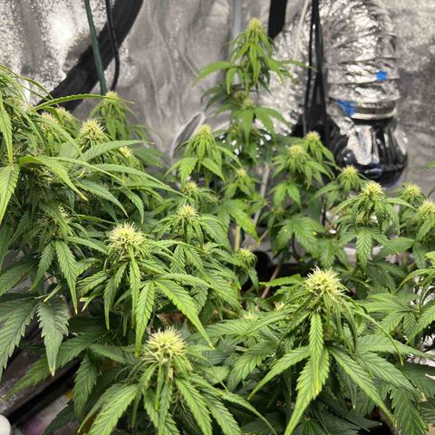Foto do cronograma do growlog de Northern Lights Auto