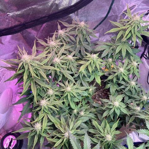 Foto do cronograma do growlog de Northern Lights Auto